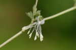 Waxyleaf meadow-rue